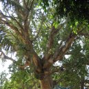 이집트-이스라엘-요르단 성지순례[5]쿰란,사해,예리고자캐오나무,유혹의산 이미지