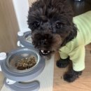 집밥먹개 집밥먹냥 이미지