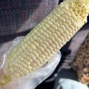 일등카써비스 | 삿포로 여행 3일차 비에이 일일 버스 투어 크리스마스 나무부터 팜 도미타까지 다녀온 후기