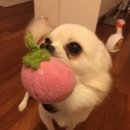 쫑이하우스