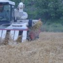 보리타작 이미지