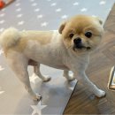 댕이쌀롱 이미지