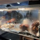 1군족발 네이버블로그