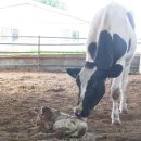 청와대목장 이미지