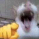 이* Daum카페