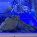 우리 가족 꿈의 수족관 이미지