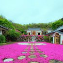 산청 대명사 꽃잔디,생초조각공원, 창녕 남지 유채꽃 둘레길 이미지