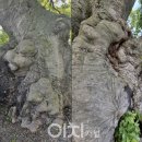 석성동헌 탱자나무 이미지