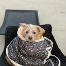 스시판다 이미지