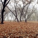 홍동초등학교 이미지