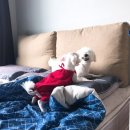 제주코기네 이미지