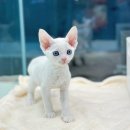 사랑해묘 이미지