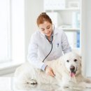 24시 더원 동물병원 이미지