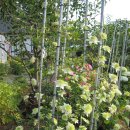 클레마티스 이미지