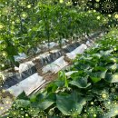 인의농장 이미지