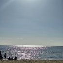 (주)야생 | 멜버른 여행 / 멜버른 근교 비치 추천 브라이턴 비치 세인트 킬다 비치 ( feat. 일몰 , 야생펭귄 , 주차)