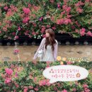 신숭겸장군유적지 | 대구 배롱나무명소 - '신숭겸장군유적지' 7월 실시간 개화, 추천방문시기