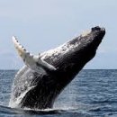 고래의 꿈 이미지