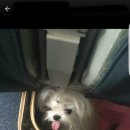 리틀애견타운 이미지