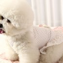 바니홀릭 이미지