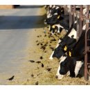 축산가축인공수정소 이미지