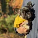 J&L 희귀모색 프렌치불독 이미지