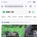 침팬지 고환이 인간 6배 미국 차우차우 vs일본 침팬지 이미지