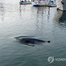 밍크고래