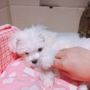 핑핑와