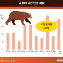 일본 히로시마, 곰출몰에 11개교 휴교 이미지