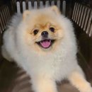 강아지 켄넬 이미지