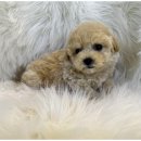 도그마루 강아지고양이 무료분양 이미지