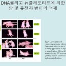 (주)핵산바이오 이미지