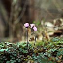 바람꽃공원 이미지