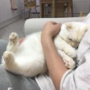 플로우 이미지