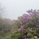 안개 낀 황매산철쭉제 비 오는 주말 새벽에 가본 후기