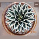 아가베 빙산 이미지