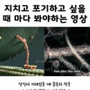 덴탈플랜 치과기공소 | [공지] [2025] [9월] 닭다리 먹다가 임플란트 빠져서 응급실 갈 뻔함