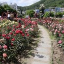 이곡장미공원 이미지