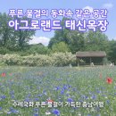 충남 예산 수레국화 만발한 아그로랜드 태신목장 개화 상황