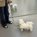 청당산업길 | [천안청주세종 강아지 방문교육] 센터에서 짖음훈련 후기