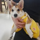 다듬, 희그루밍 이미지