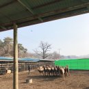 성환엘크사슴농장 네이버블로그