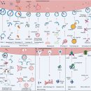세포 찌꺼기 청소 시스템.. autophagy의 모든 것 ... 2021 nature review 이미지