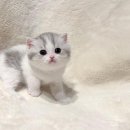 천안고양이분양 베스트캣 제나캣 천안점 이미지