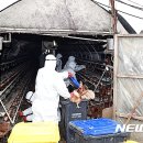 고석중농장 뉴시스