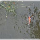 조안목장 이미지