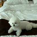 엘라포니시 풀빌라&호텔 | 겨울 경주-전 객실 최고의 오션뷰를 자랑하는 경주 엘라포니시 풀빌라&amp;호텔(경주 여행기 -1 숙소 편)