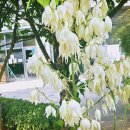 스파인리스 유카 (Spinelss Yucca) 이미지