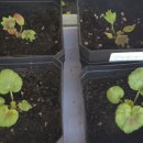 빛으로부터..(fr 이미지